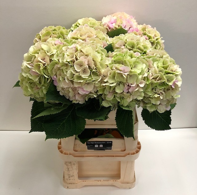 Hydrangea verena classic.jpg
